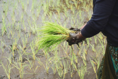 machhapuchhre-homestay-july-2019-gregor-krenker-26