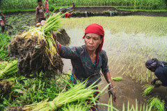 machhapuchhre-homestay-july-2019-gregor-krenker-28