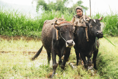 machhapuchhre-homestay-july-2019-gregor-krenker-34