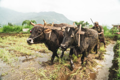 machhapuchhre-homestay-july-2019-gregor-krenker-39
